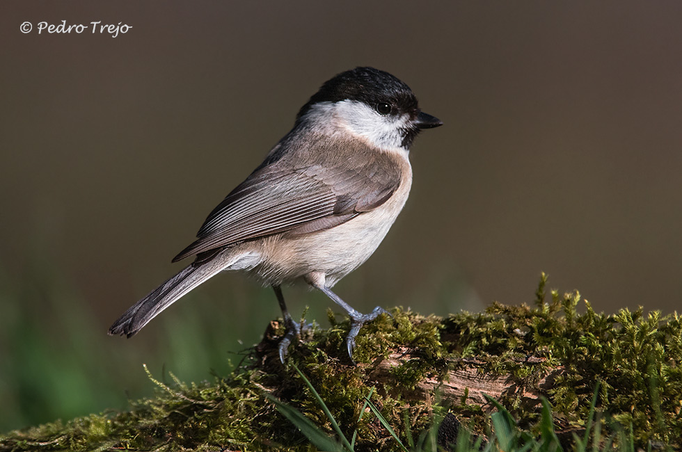 Carbonero palustre (Poecile palustris)